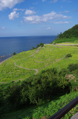 夏の棚田