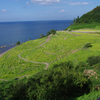 夏の棚田