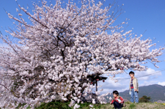桜と兄弟