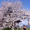 桜と兄弟