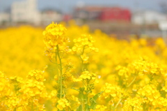 菜の花４