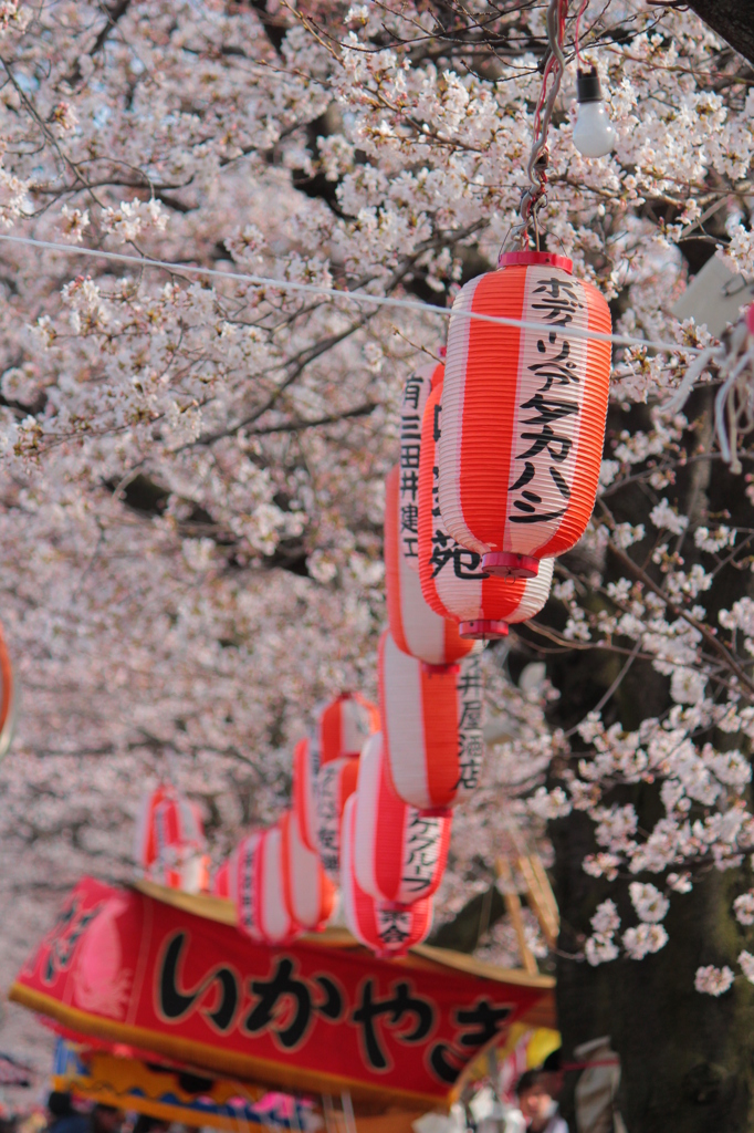 桜祭り
