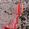 桜祭り