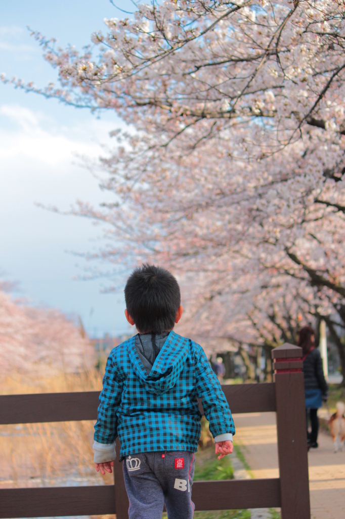 桜を見て思う事