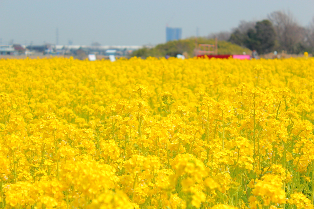 菜の花３