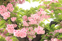 ポンポン桜