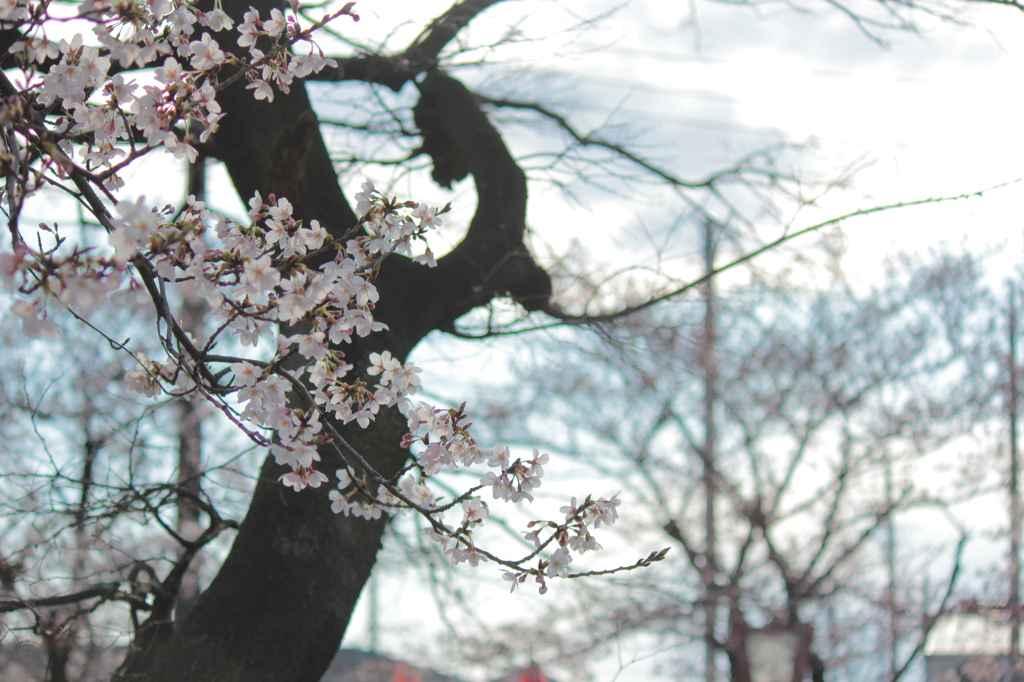 桜