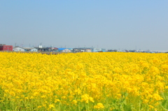 菜の花１