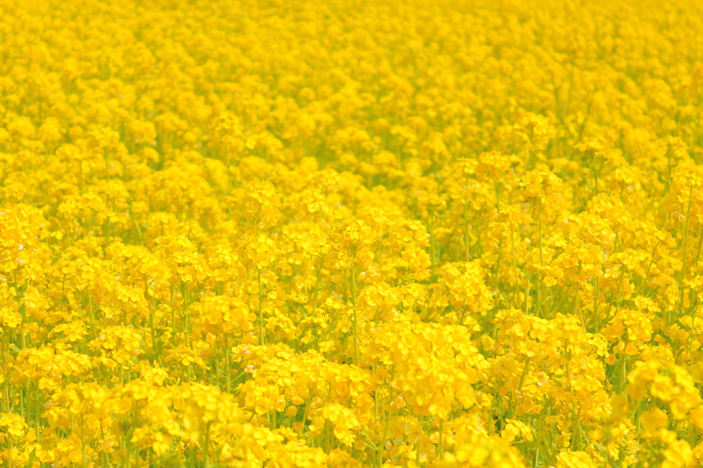 菜の花２