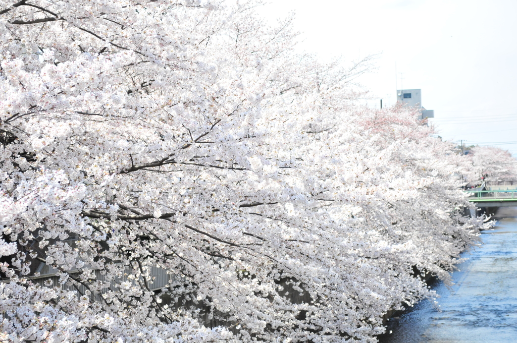桜