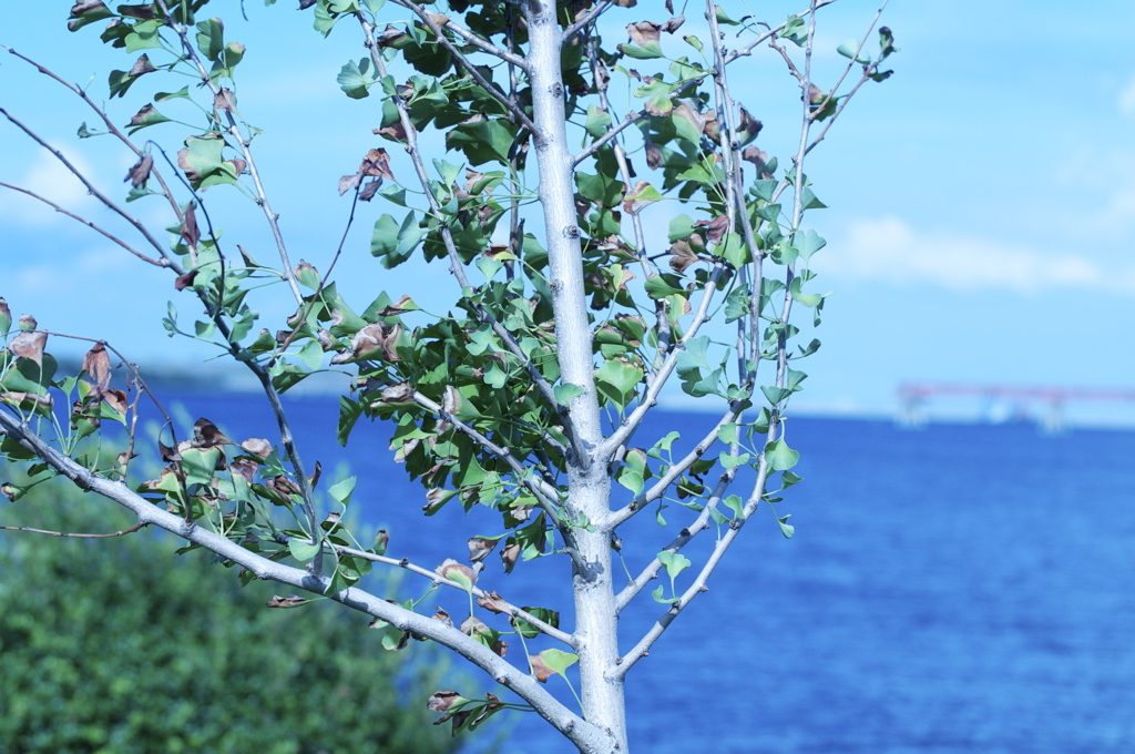 風景