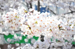 桜