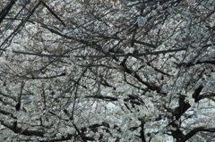 目黒川の桜