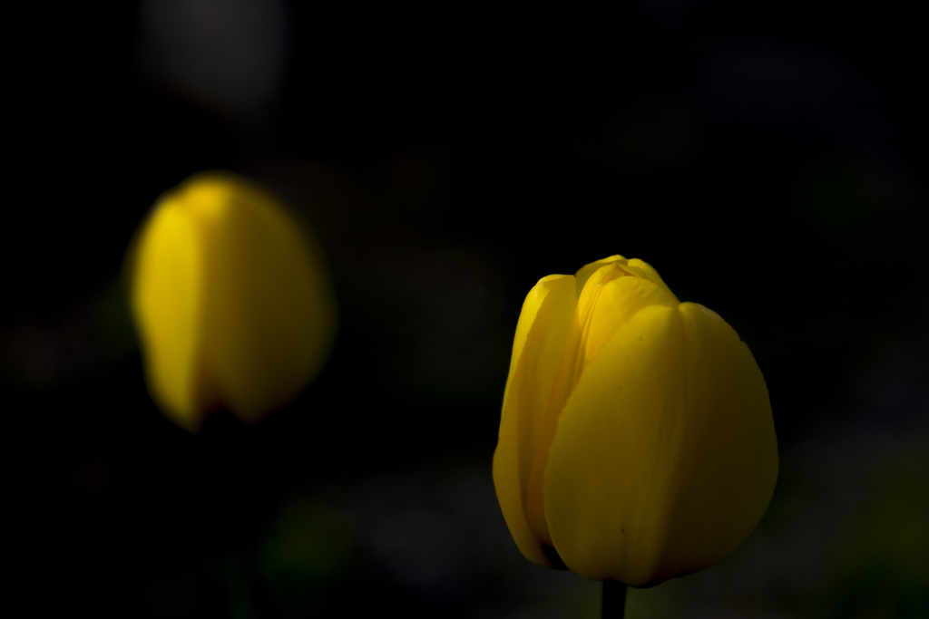 SpotLight TYU-RIPPU