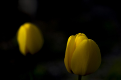 SpotLight TYU-RIPPU