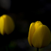 SpotLight TYU-RIPPU