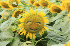 夏の笑顔