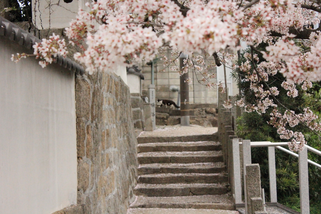 桜とネコ