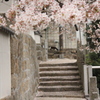 桜とネコ