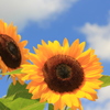 夏の思い出