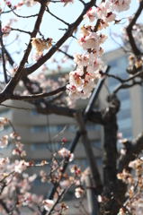 梅の花