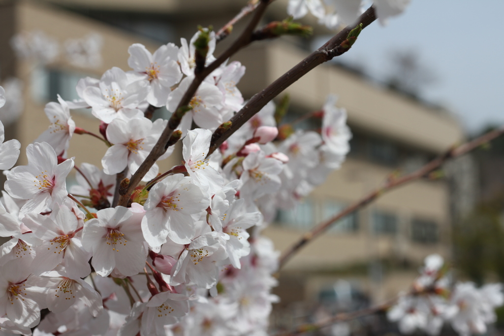 桜