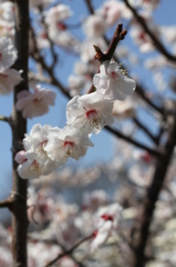 梅の花
