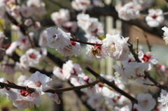 梅の花