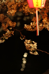 夜桜