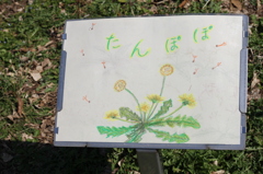 タンポポ