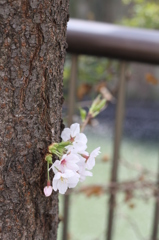 小さな芽