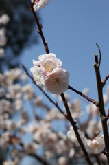梅の花