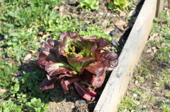 花？草？