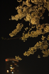 夜桜