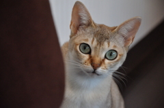 ねこねこねこねこ　＃１