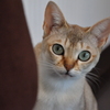ねこねこねこねこ　＃１