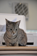 ねこねここねこ