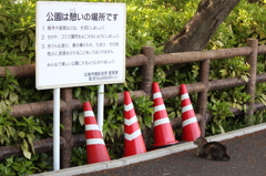 にゃるほど、にゃるほど。