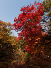 ソウルな紅葉 2