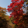 ソウルな紅葉 2