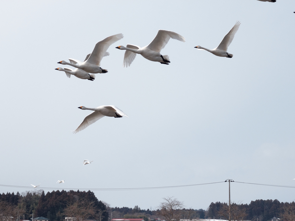 目の前の白鳥に慌てる