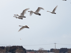 目の前の白鳥に慌てる
