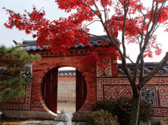 ソウルな紅葉 1