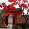 ソウルな紅葉 1