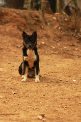 犬よ、お座り。