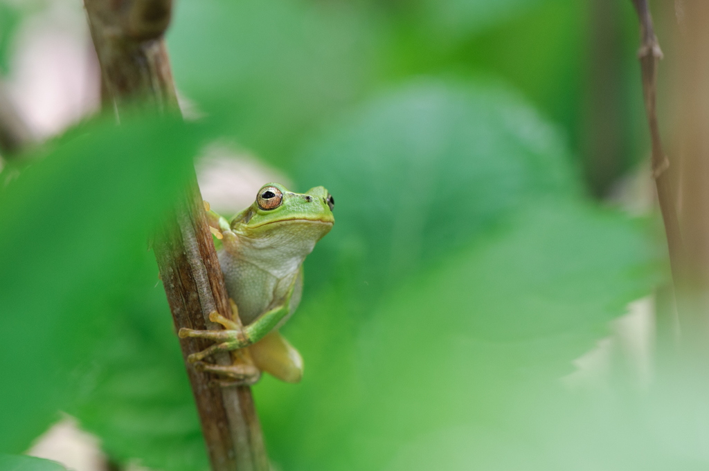 アマガエル