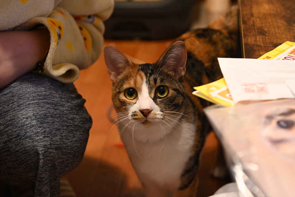 DSC_0982