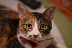 DSC_1106
