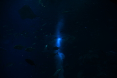 1000003033