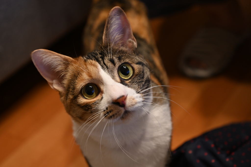 DSC_0977